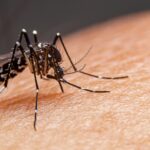 aumento-dengue-brasil-2026-alerta