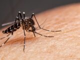 aumento-dengue-brasil-2026-alerta