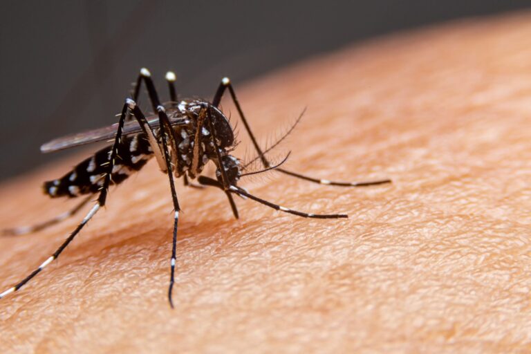 aumento-dengue-brasil-2026-alerta
